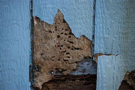 Signs of Termites: Here’s What to Look For - Vulcan Termite & Pest Control