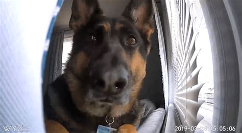 Viral video shows dog gazing into camera after setting off motion ...