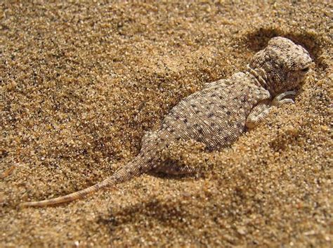 Camouflaged Animal: Small lizard in the Thar Desert, India - les yeux ...