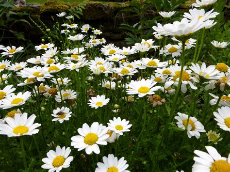 Pretty fresh white spring daisies on a bush Creative Commons Stock Image