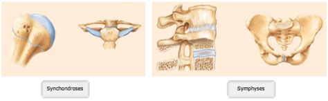 Synchondrosis And Symphyses Are Examples Of Joints / Suture of skull ...