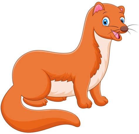 Cartoon Of The Stoat Illustrations, Royalty-Free Vector Graphics & Clip ...