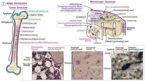 Gross Anatomy: Bone Histology | ditki medical & biological sciences