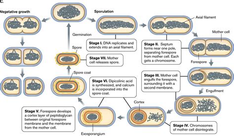 Bacterial Spore: structure, types, sporulation and germination - Online ...