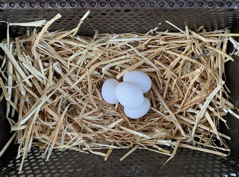 Silkie Hatching Eggs — Hilltop Farms