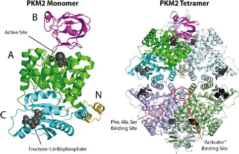 Pyruvate kinase: Function, regulation and role in cancer. | Semantic ...