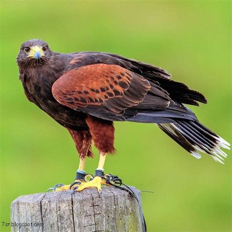 Harris Hawk