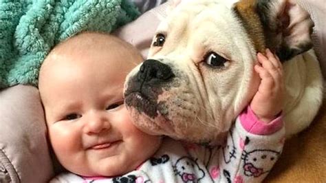 20 Tips for Introducing Babies to Dogs