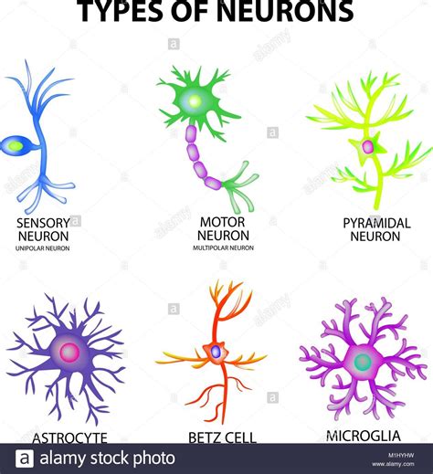 Types of neurons. Structure sensory, motor neuron, astrocyte, pyromidal ...