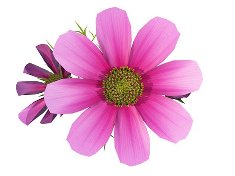 Cosmos flower clipart 20 free Cliparts | Download images on Clipground 2024