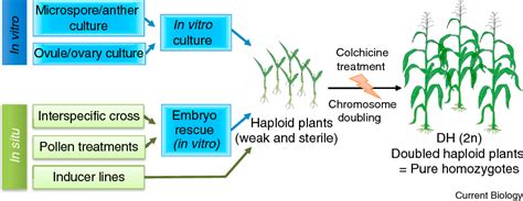 Figure 1 from Haploid induction in plants | Semantic Scholar