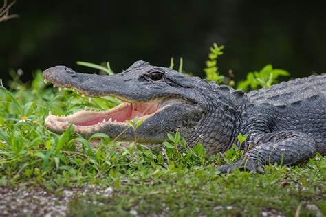 'Scary' Video Catches Alligator Climbing Over Fence At Florida Park ...