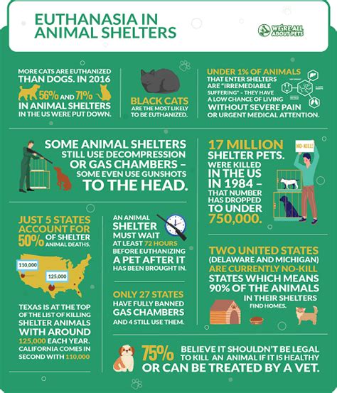 55 Powerful Animal Shelter Statistics - We're All About Pets