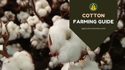 Cotton Farming Guide: Complete Guide On Farming Of Cotton