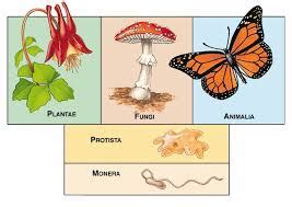 Klasifikasi Sistem 5 Kingdom (bagian 1) | Sains Multimedia