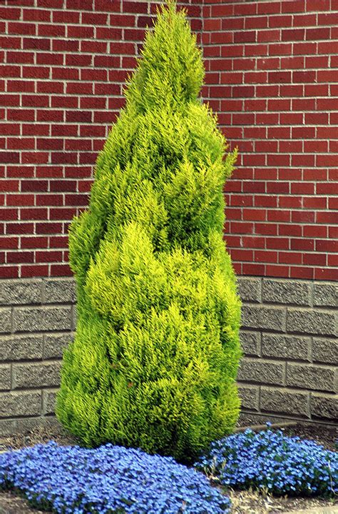 Cupressus macrocarpa 'Wilma Goldcrest' | Landscape Plants | Oregon ...