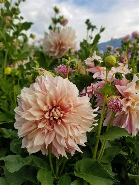 Dahlia Cafe Au Lait – Stone Meadow Gardens