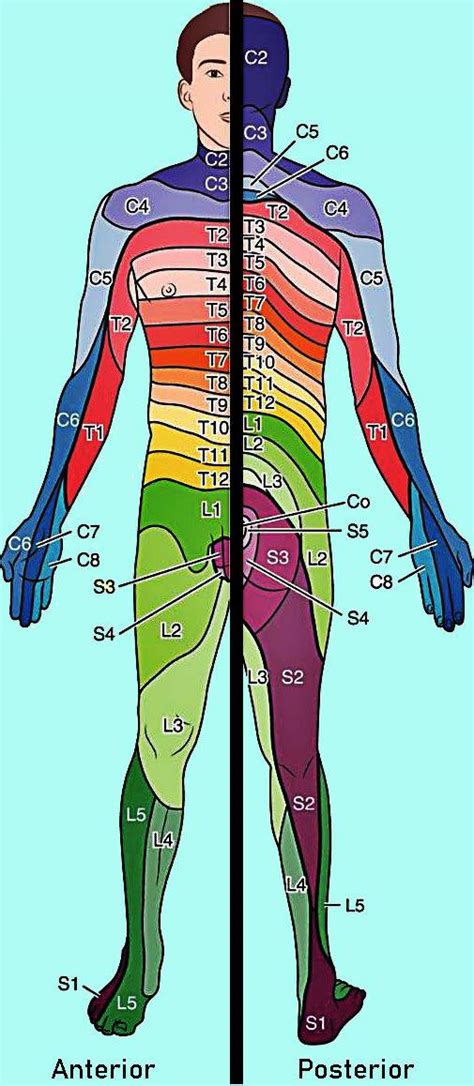 Dermatomes Definition Chart And Diagram Medical Anatomy Basic | Images ...