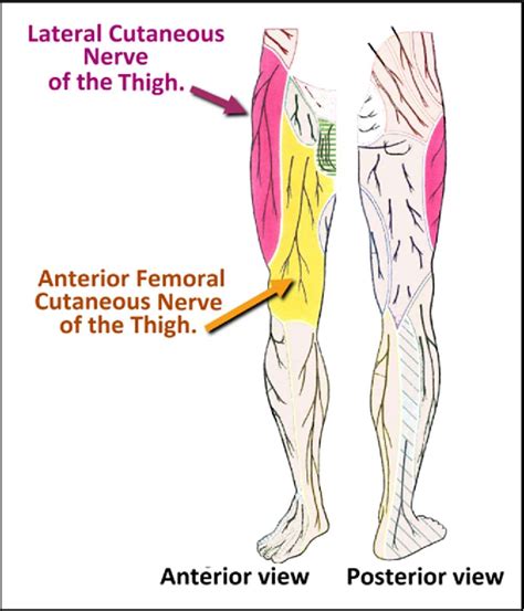 Anterior Femoral Nerve