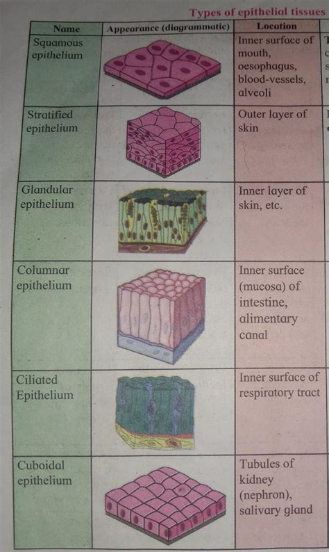 Draw well labled diagram of different types of Epithelial tissue ...