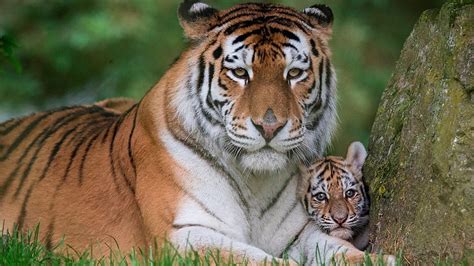 Tiger Mom with His Cute Baby HD wallpaper | Pxfuel