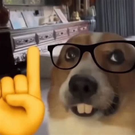 Nerd Dog GIF - Nerd Dog - Discover & Share GIFs