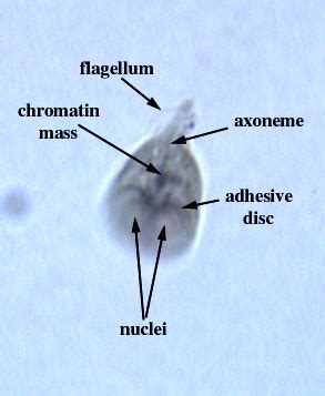 Giardia* - microbewiki