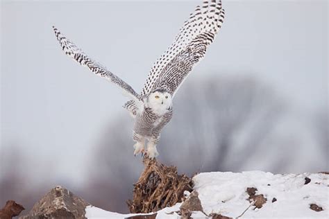 Tundra Snowy Owl Stock Photos, Pictures & Royalty-Free Images - iStock