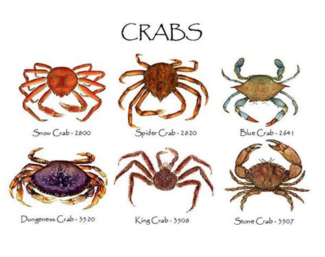 Crabs – Charting Nature