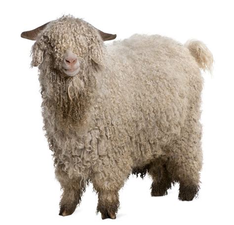 Angora goat stock image. Image of goat, portrait, hair - 18257841