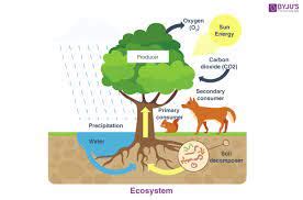 How do biotic and abiotic factors affect each other?