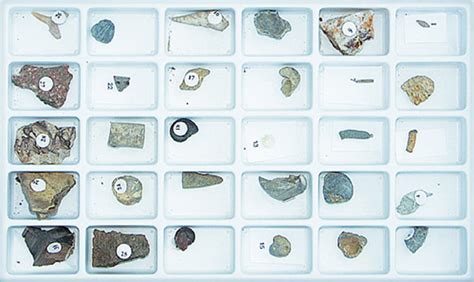 Advanced Fossil Specimen Collection