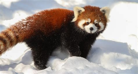 I'm Dreaming Of A White Christmas…And A Red Panda!