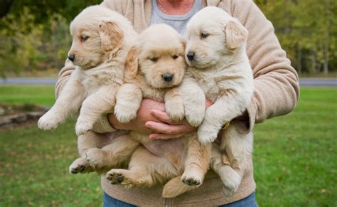 Things to Know Before Getting a Golden Retriever | POPSUGAR UK Pets