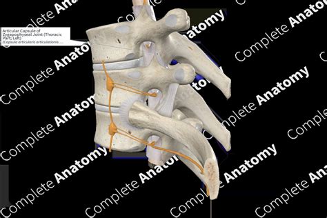 Articular Capsule of Zygapophyseal Joint (Thoracic Part; Right ...