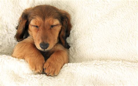 Download wallpapers Dachshund, sleeping dog, puppy, pets, dogs, brown ...