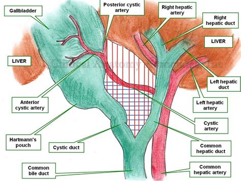 Liver anatomy, Medical anatomy, Medical knowledge