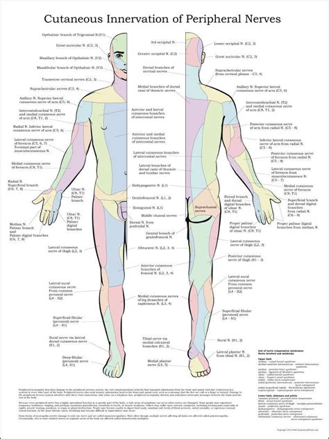 Cutaneous Innervation of Peripheral Nerves Poster 24" X 32" Medical Chart