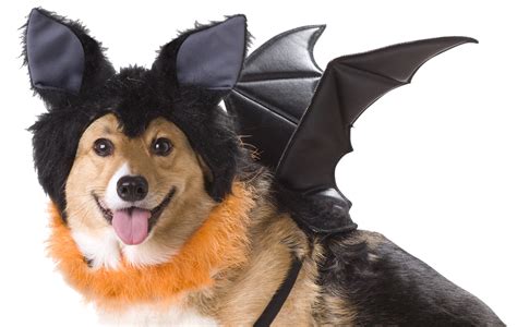 Animal Planet Bat Dog Pet Costume: Amazon.ca: Pet Supplies Bat Costume ...