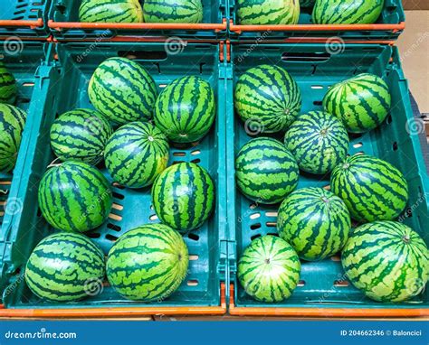 Mini Watermelons stock photo. Image of fruit, green - 204662346