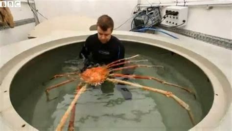 Japanese Spider Crab in tank compare size with human Sea Life Centre ...