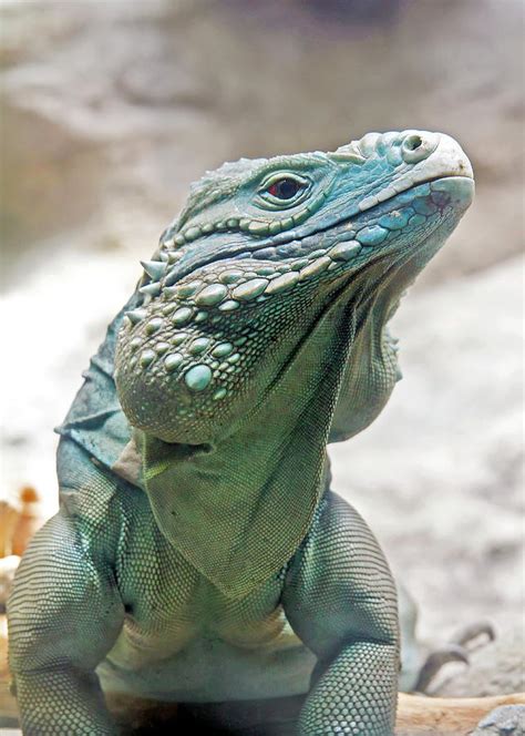 Grand Cayman Blue Iguana Photograph by Daniel Caracappa - Pixels