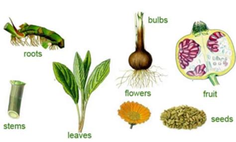 ch-1 Notes on Food: Where Does It Come From | class 6th science ...