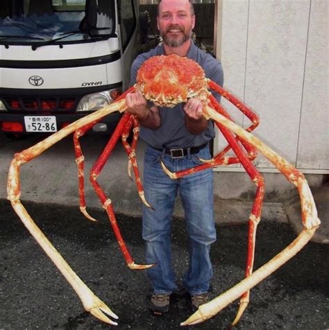 15 Gigantic Japanese Spider Crab Facts - Fact Animal