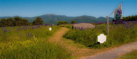 Lupine Festival Sugar Hill NH Photograph by Brenda Jacobs | Fine Art ...