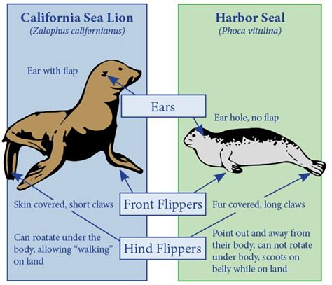 Sea Lion Vs Seal