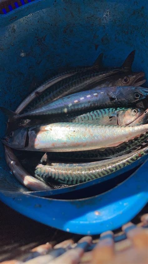 First time sea fishing in England : r/Fishing