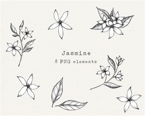 Jasmine Hand Drawn - Etsy