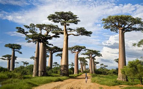 Baobab Wallpapers - Wallpaper Cave