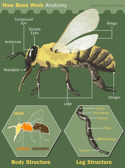 Bee Anatomy | HowStuffWorks